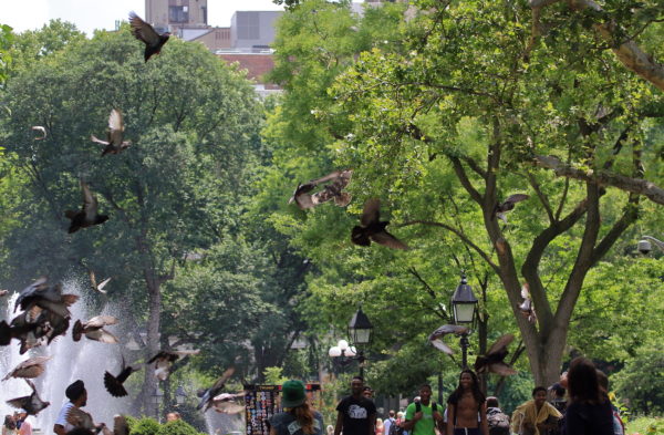 2018 NYC Red-tailed Hawk cam fledgling flying over people in Washington Square Park, scaring pigeons