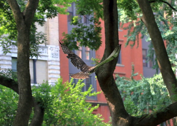 Young Red-tailed Hawk fledgling flying through trees with buildings in background, Washington Square Park (NYC)