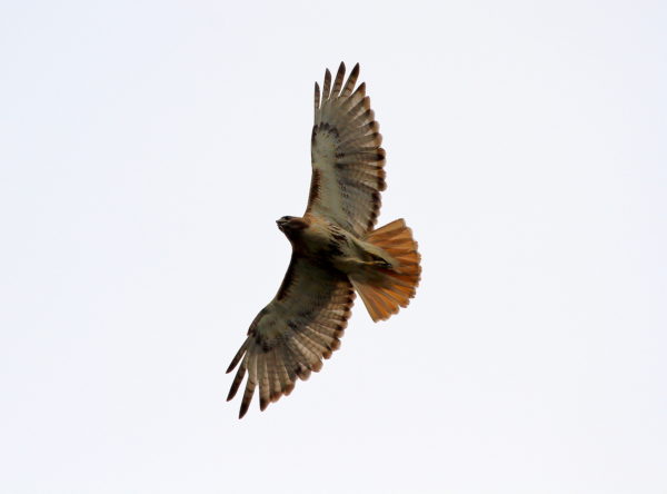 Adult Red-tailed Hawk Bobby circling above Washington Square Park (NYC)