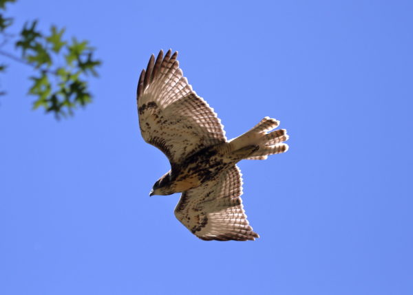 Red-tailed Hawk fledgling flying above trees, Washington Square Park (NYC)