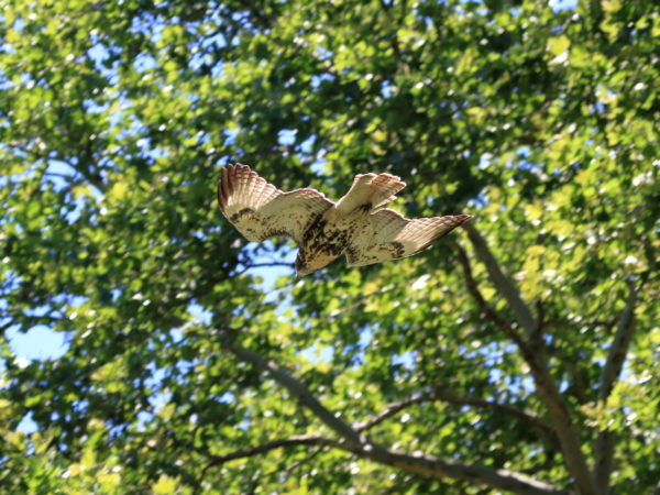 Red-tailed Hawk fledgling flying through trees, Washington Square Park (NYC)