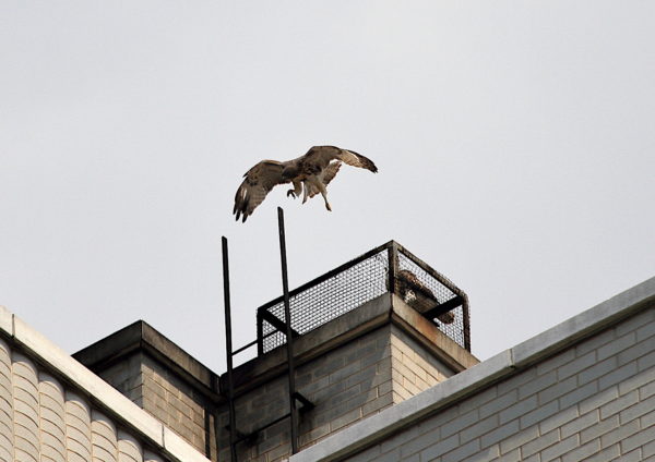 NYC Red-tailed Hawk fledgling flying to a ladder tip while another fledgling sits on a nearby heat vent
