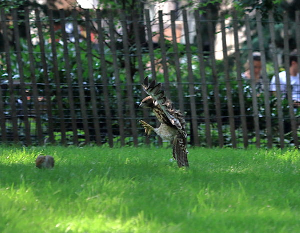 Young Red-tailed Hawk swooping above grass with talons positioned to catch squirrel, Washington Square Park (NYC)