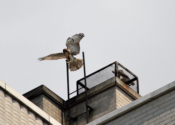 NYC Red-tailed Hawk fledgling landing on a ladder tip while another fledgling sits on a nearby heat vent