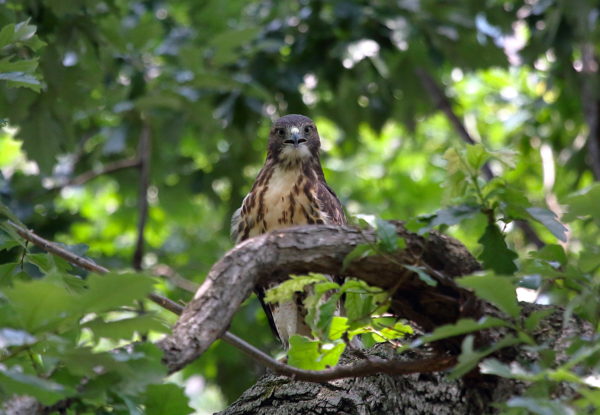 Young Red-tailed Hawk fledgling in tree looking at camera, Washington Square Park (NYC)