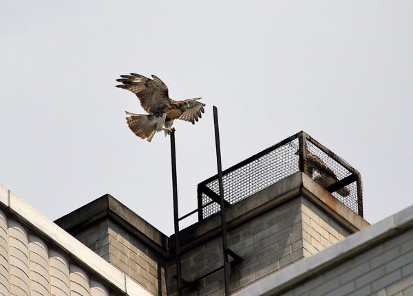 NYC Red-tailed Hawk fledgling landing on a ladder tip while another fledgling sits on a nearby heat vent