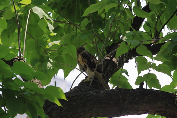 2018 NYC Red-tailed Hawk cam fledgling sitting in Washington Square Park tree, looking down and to the side