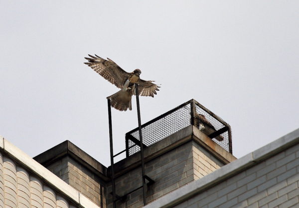 NYC Red-tailed Hawk fledgling landing on a ladder tip while another fledgling is sitting on a nearby heat vent