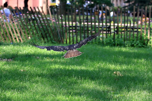 Red-tailed Hawk fledgling flying above grass with fence in the background, Washington Square Park (NYC)