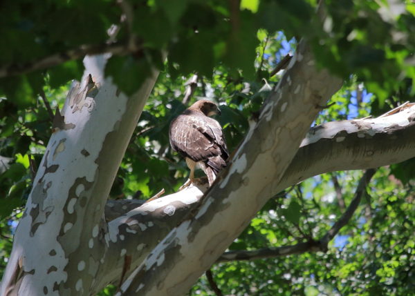 Red-tailed Hawk fledgling sitting in tree, Washington Square Park (NYC)