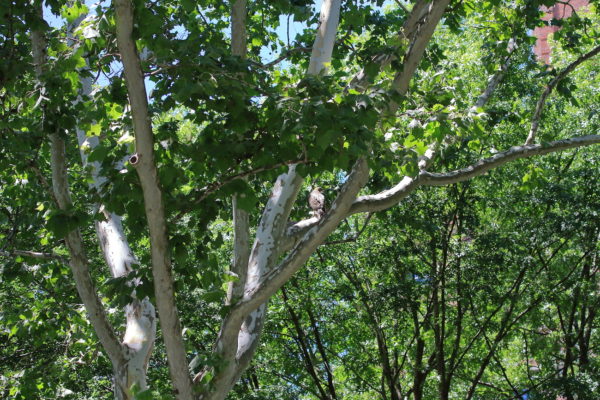 Red-tailed Hawk fledgling sitting in distant tree, Washington Square Park (NYC)