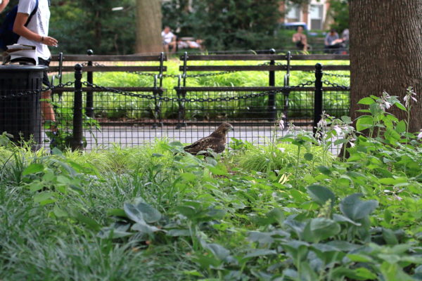 NYC Red-tailed Hawk fledgling sitting in Washington Square Park grass