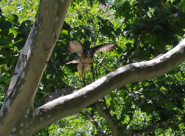 Red-tailed Hawk fledgling flying off tree branch, Washington Square Park (NYC)