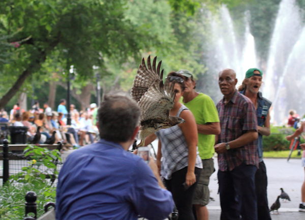 NYC Red-tailed Hawk fledgling flying between people in Washington Square Park