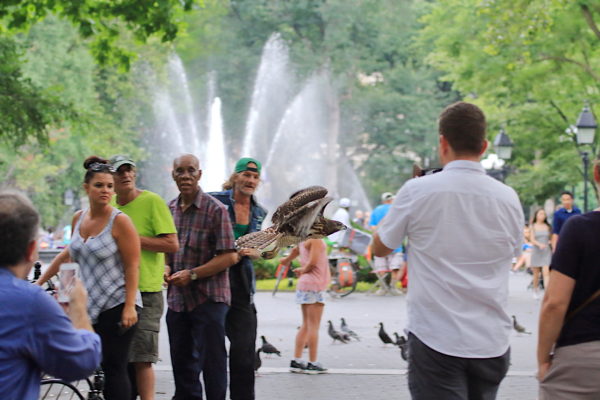 NYC Red-tailed Hawk fledgling flying past people in Washington Square Park