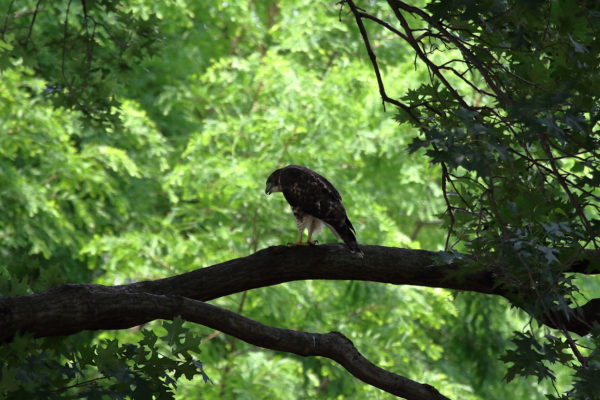 Young Red-tailed Hawk fledgling in tree looking down at pigeons, Washington Square Park (NYC)