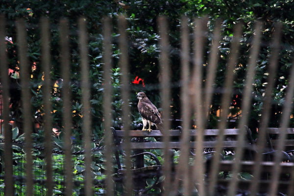 Young Red-tailed Hawk sitting on park bench, Washington Square Park (NYC)