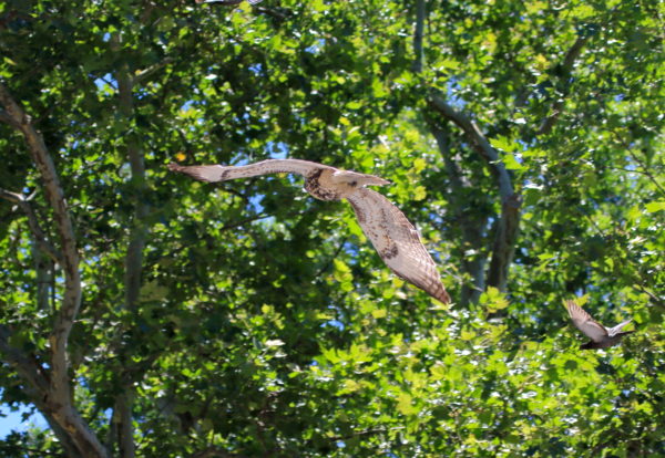 Red-tailed Hawk fledgling and pigeon flying through trees, Washington Square Park (NYC)