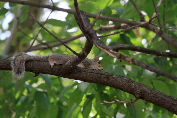 NYC squirrel lying flat on Washington Square Park tree branch