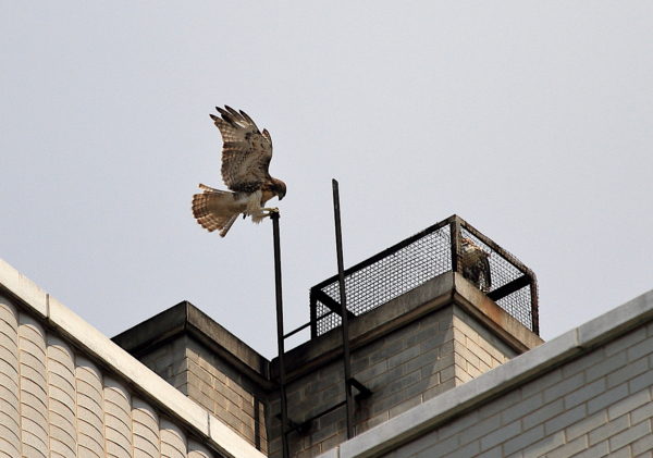 NYC Red-tailed Hawk fledgling landing on a ladder tip while another fledgling is sitting on a nearby heat vent