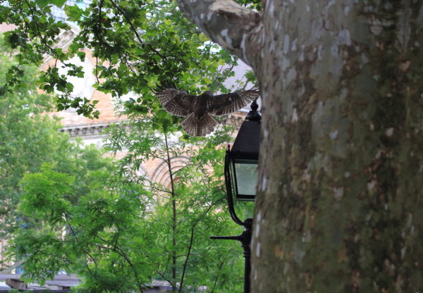 NYC Red-tailed Hawk fledgling landing on Washington Square Park light pole