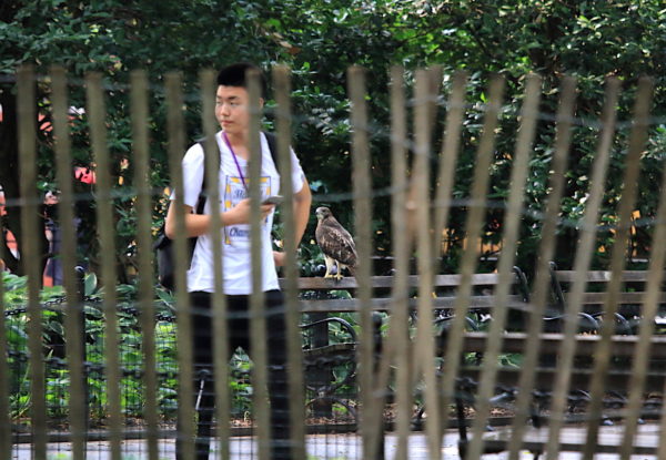Man unwittingly walking past Red-tailed Hawk fledgling sitting on park bench, Washington Square Park (NYC)