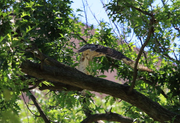 Red-tailed Hawk fledgling facing away and flying off tree branch, Washington Square Park (NYC)