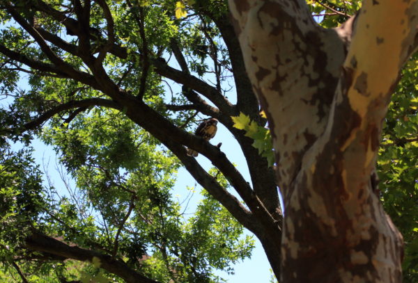 Red-tailed Hawk fledgling sitting in shady tree, Washington Square Park (NYC)