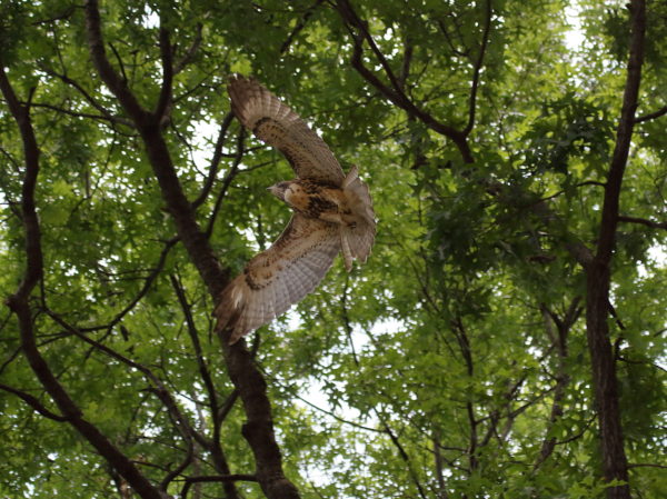 NYC Red-tailed Hawk fledgling flying through Washington Square Park trees