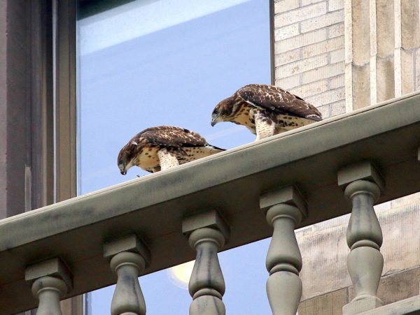 Red-tailed Hawk fledgling moving closer to sibling on NYU building terrace, Washington Square Park (NYC)