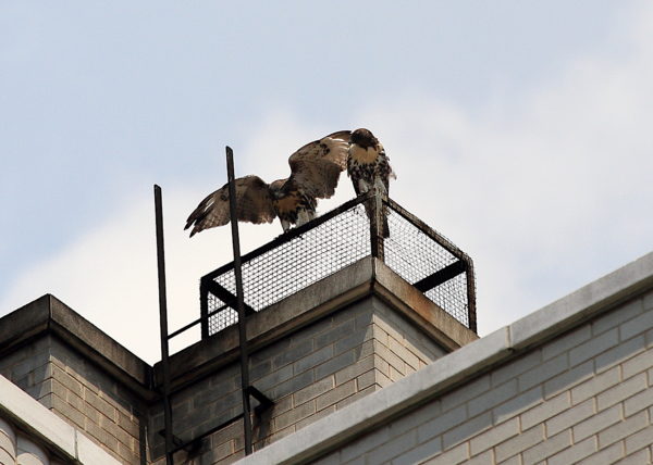 NYC Red-tailed Hawk fledgling landing closer to its siblings on a Two Fifth Avenue heat vent