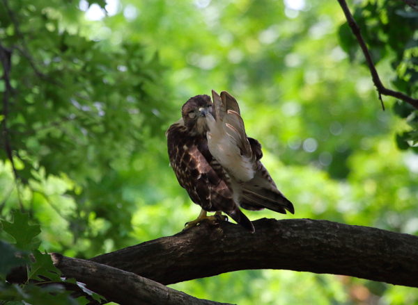 Young Red-tailed Hawk fledgling in tree preening tail feathers, Washington Square Park (NYC)