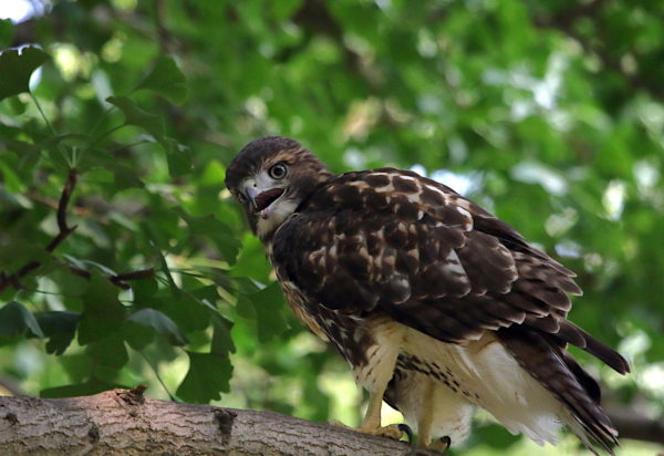 Young Red-tailed Hawk panting and sitting on tree, Washington Square Park (NYC)