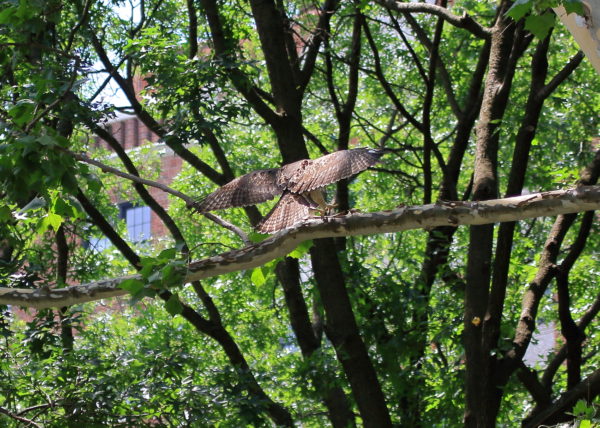 2018 NYC Red-tailed Hawk cam fledgling landing in Washington Square Park tree feet first