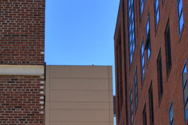 Red-tailed Hawk fledgling sitting on distant NYU building top, Washington Square Park (NYC)