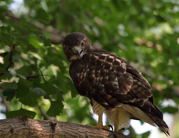 Young Red-tailed Hawk fledgling sitting in tree looking down, Washington Square Park (NYC)
