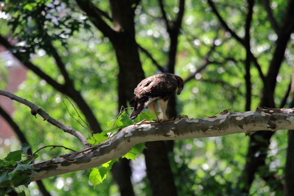 2018 NYC Red-tailed Hawk cam fledgling standing on Washington Square Park tree branch, looking down