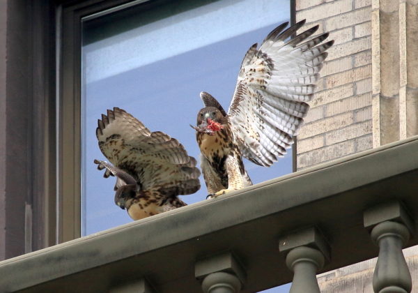 Red-tailed Hawk fledgling taking food from sibling, Washington Square Park (NYC)