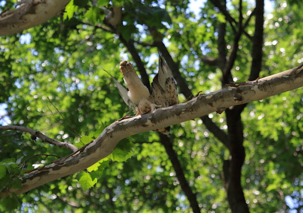 2018 NYC Red-tailed Hawk cam fledgling jumping down from Washington Square Park tree branch