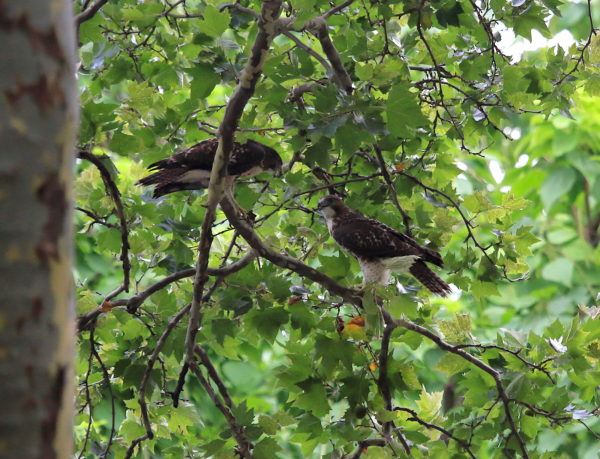 NYC Red-tailed Hawk fledglings sitting together on Washington Square Park tree