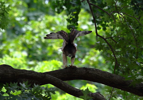 Young Red-tailed Hawk fledgling in tree stretching wings, Washington Square Park (NYC)