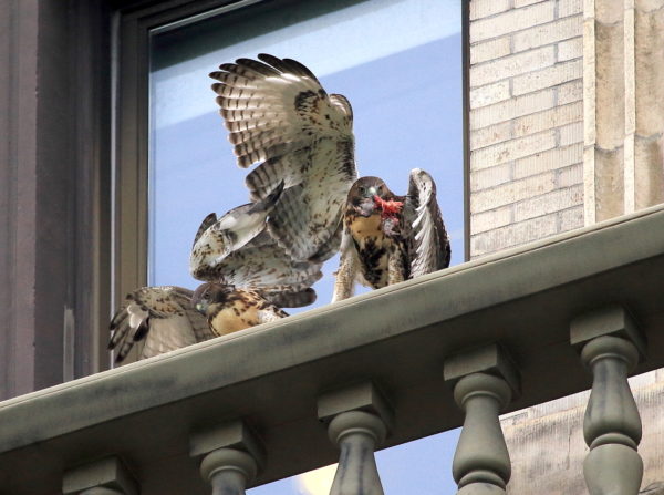 Red-tailed Hawk fledgling after taking food from sibling, Washington Square Park (NYC)