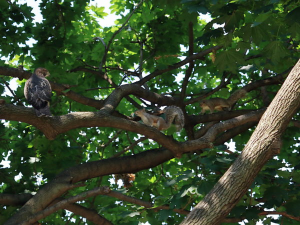 NYC Red-tailed Hawk fledgling looking at squirrels approaching it on Washington Square Park tree