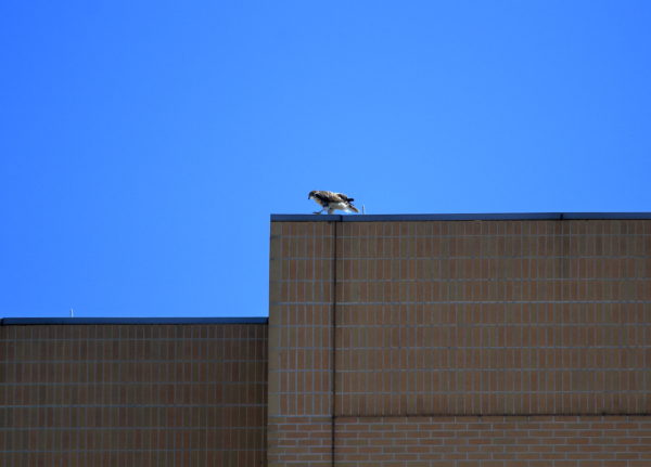 Red-tailed Hawk fledgling walking on NYU building top, Washington Square Park (NYC)