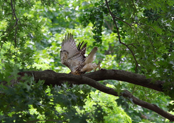 Young Red-tailed Hawk fledgling jumping off tree, Washington Square Park (NYC)