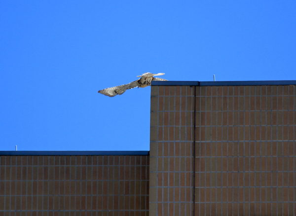 Red-tailed Hawk fledgling jumping off NYU building top, Washington Square Park (NYC)