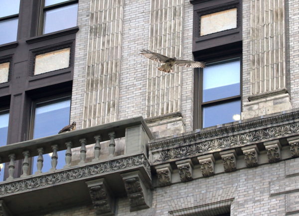 Red-tailed Hawk fledgling flying away from sibling on NYU Silver Center, Washington Square Park (NYC)