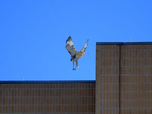 Red-tailed Hawk fledgling landing on NYU building top, Washington Square Park (NYC)