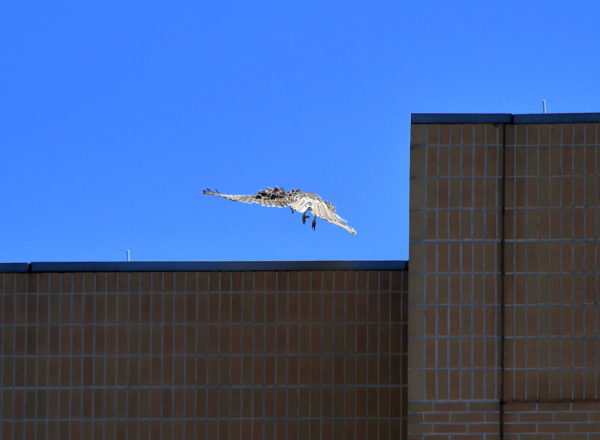 Red-tailed Hawk fledgling close to landing on NYU building top, Washington Square Park (NYC)