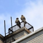 NYC Red-tailed Hawk fledgling siblings sitting together on a Two Fifth Avenue heat vent outside Washington Square Park